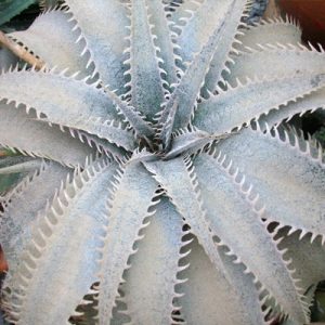 Dyckia Hyb Gran Marnier Rancho Tissue