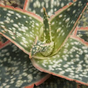 Aloe bright star