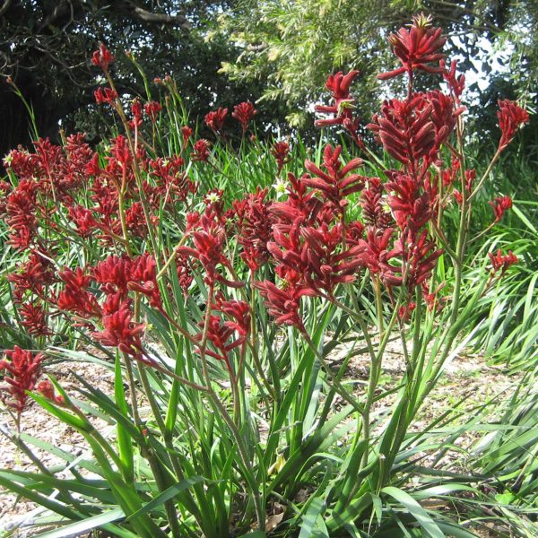 Anigozanthos 'Bush Ranger'