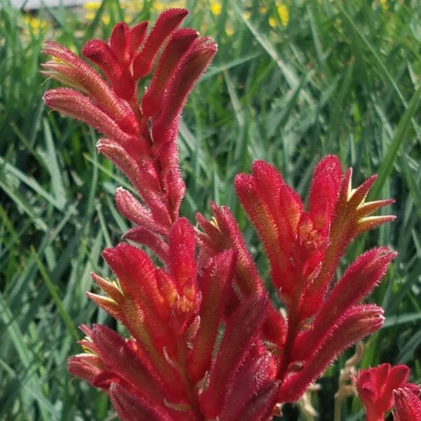 Anigozanthos 'Bush Ranger' - Image 2