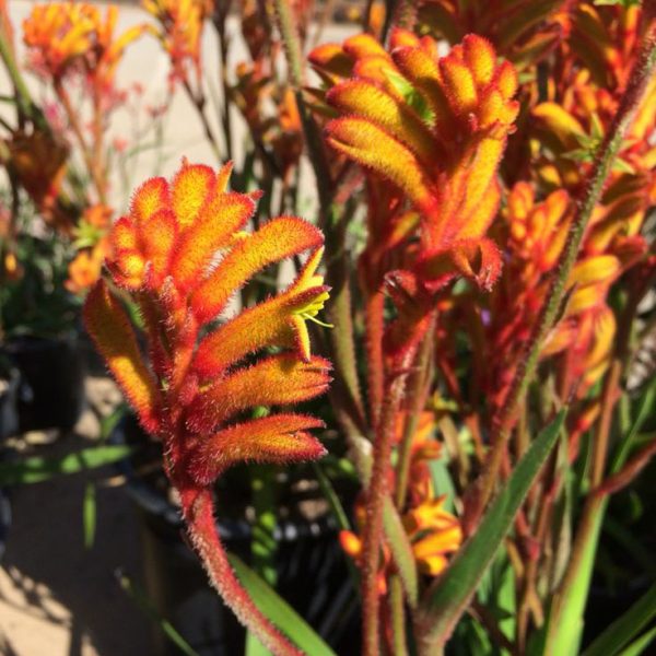 Anigozanthos 'Bush Tango'