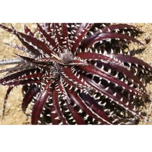 Dyckia brittle star