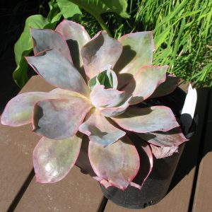 Echeveria afterglow