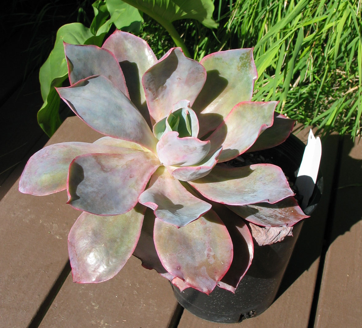 Echeveria afterglow