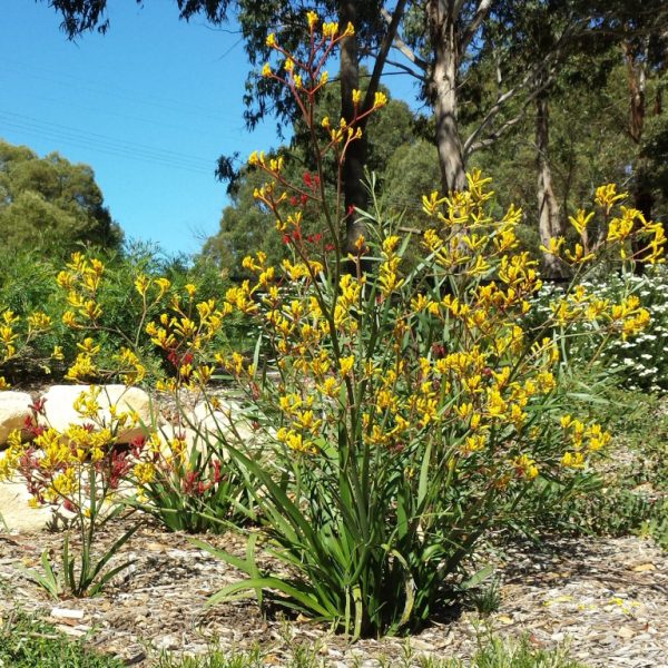 Anigozanthos 'Yellow Gem'