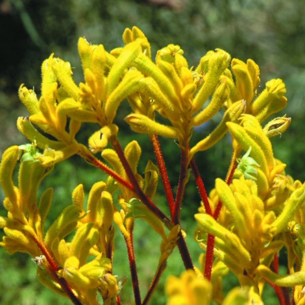 Anigozanthos 'Yellow Gem' - Image 2