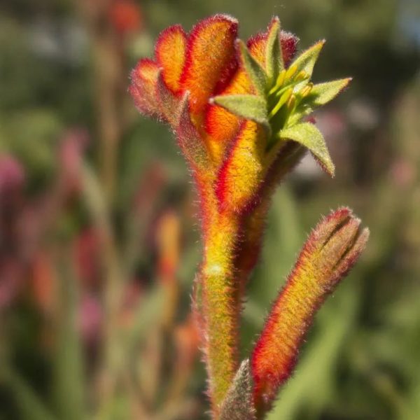 Anigozanthos 'Bush Tango' - Image 2