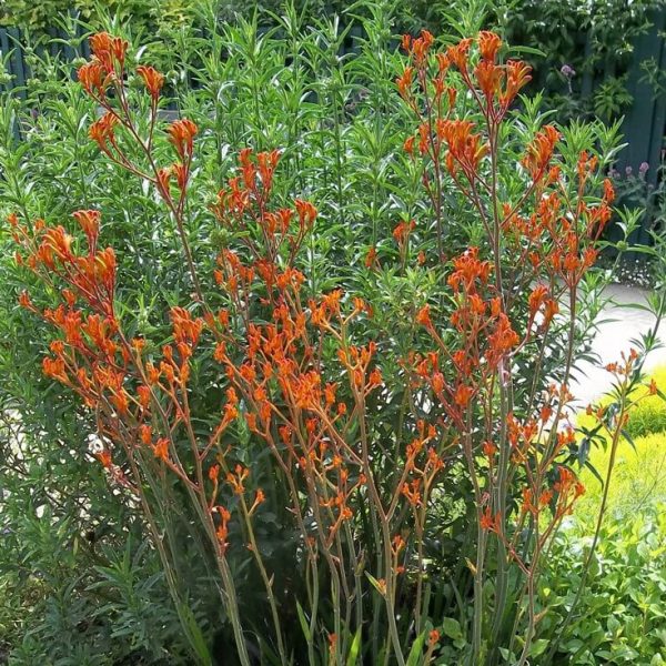 Anigozanthos 'Tequila Sunrise'