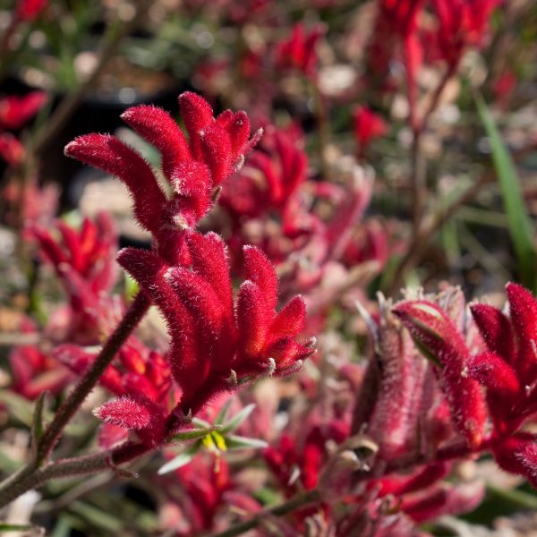 Anigozanthos 'Bush Devil'