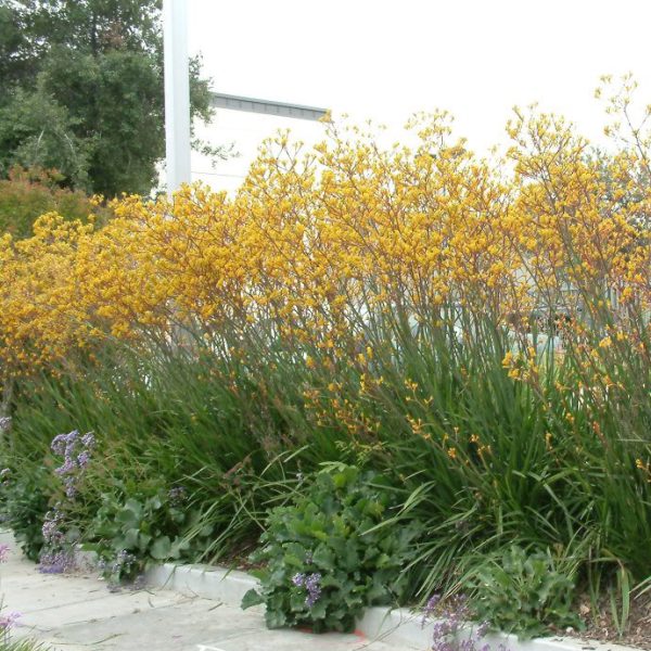 Anigozanthos 'Bush Dawn'