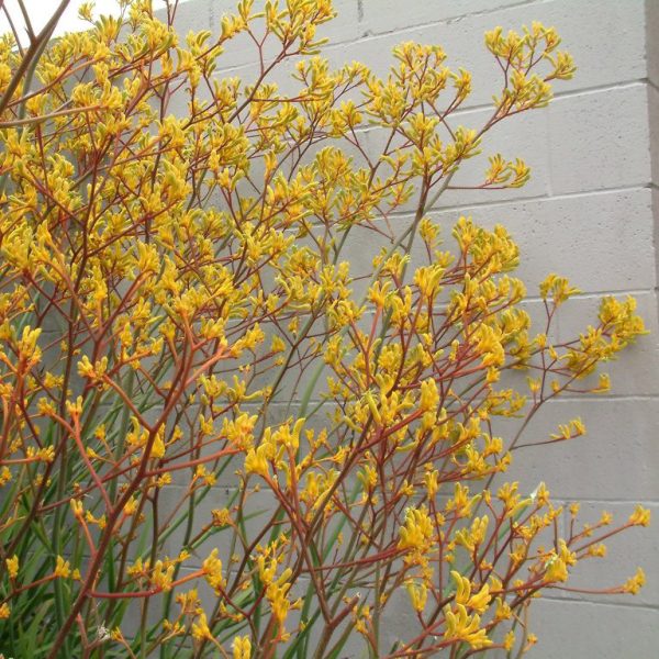 Anigozanthos 'Bush Dawn' - Image 2