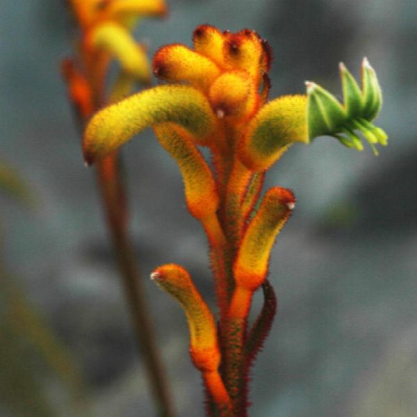 Anigozanthos 'Bush Tenacity' - Image 2