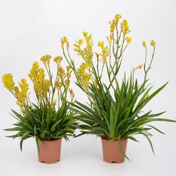 Anigozanthos 'Cape Aurora'