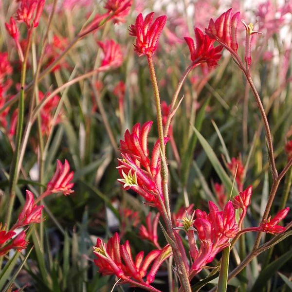Anigozanthos 'Cape Red Lead'