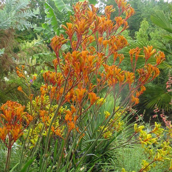Anigozanthos 'Orange Cross'