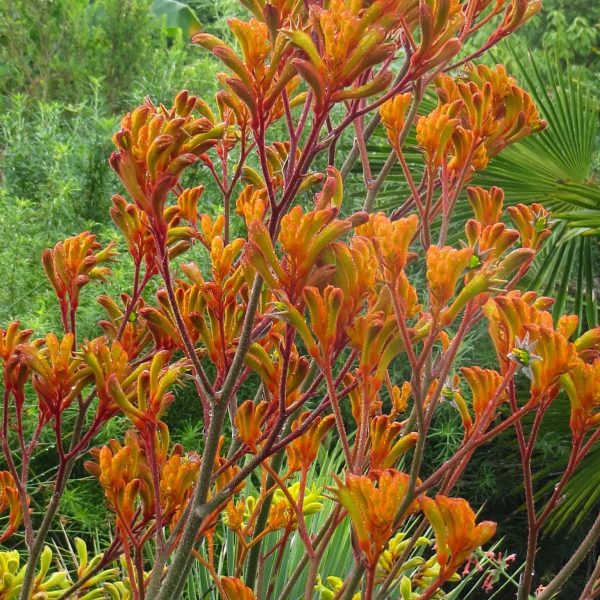 Anigozanthos 'Orange Cross' - Image 2