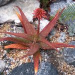 Aloe hyb ‘Rooikappie'(Little Gem) – Rancho Tissue