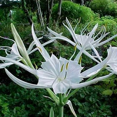 Hymenocallis occidentalis (Spider Lily)
