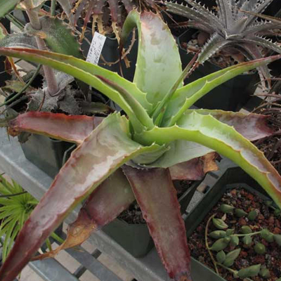 Hechtia glauca'