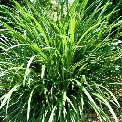 Liriope Evergreen Giant'
