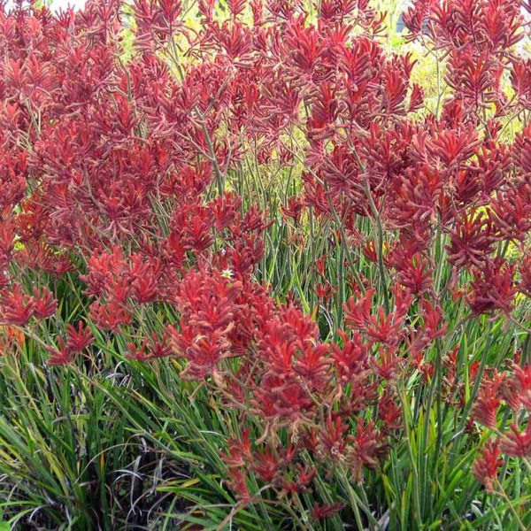Anigozanthos 'Sunset'