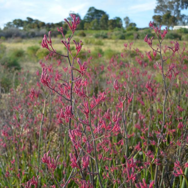 Anigozanthos 'Landscape Pink' (Tall Rosie)