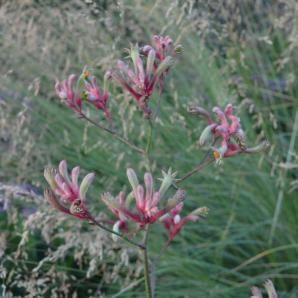 Anigozanthos 'Landscape Pink' (Tall Rosie) - Image 2