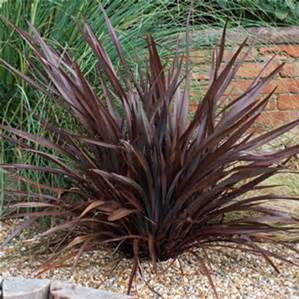 Phormium tenax 'Bronze Baby'