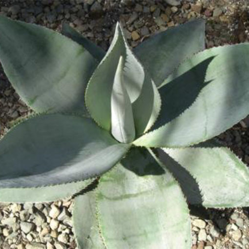 original aloe vera pflanze Aloe Vera - Barbadensis miller main image 0