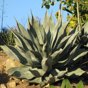 AGAVE aff. colorata ‘Supreme’ Rancho Tissue