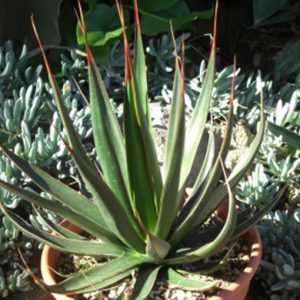 AGAVE pelona 'Excalibur'