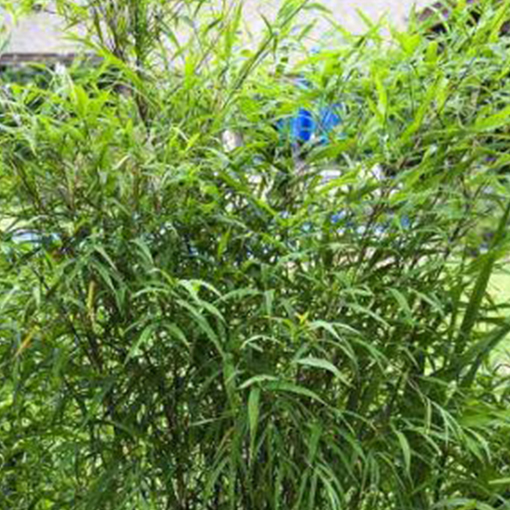 BAMBOO otatea glauca ‘Mayan Silver’ 1 Rancho Tissue