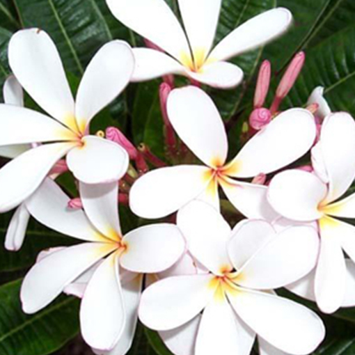 PLUMERIA obtusa 'Singapore Dwarf Pink'