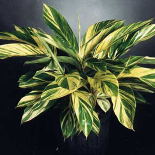 GINGER Alpinia zer. 'Variegata'