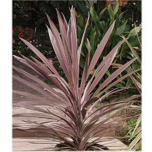 CORDYLINE stricta 'Soledad Purple'