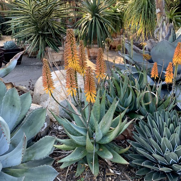 Aloe sinkatana x marlothii