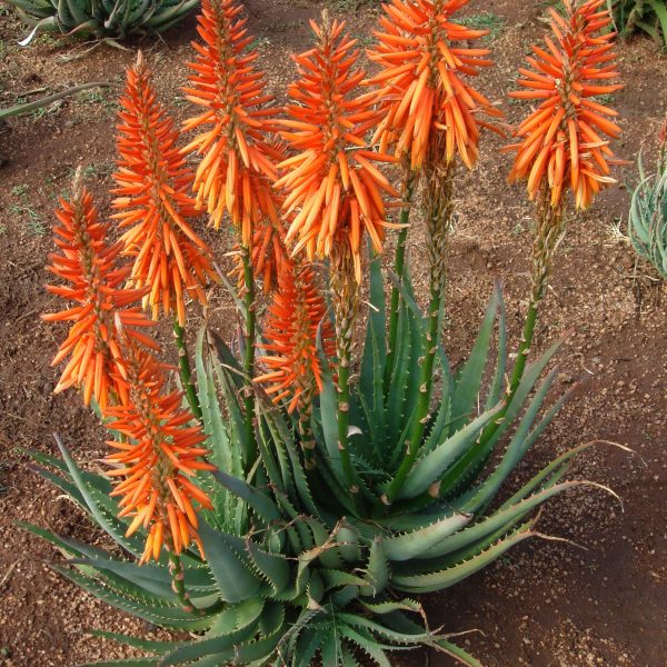 Aloe Safari Gold