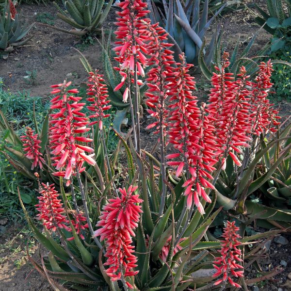 Aloe Safari Rose