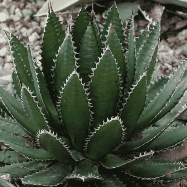 Agave horrida