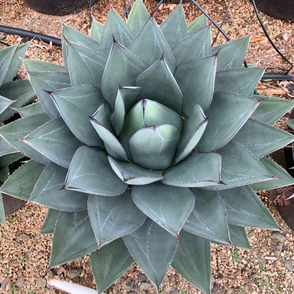 Agave ovatifolia x victoriae-reginae 'Sho-Time'