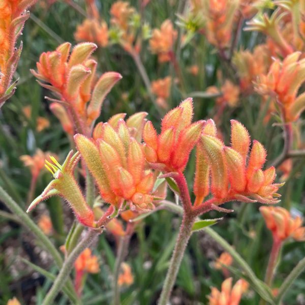 Anigozanthos 'Cape Amazon'