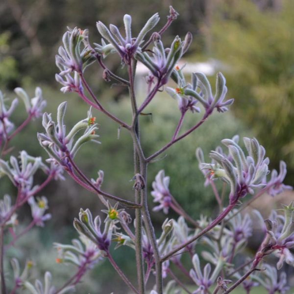 Anigozanthos 'Landscape Lilac'