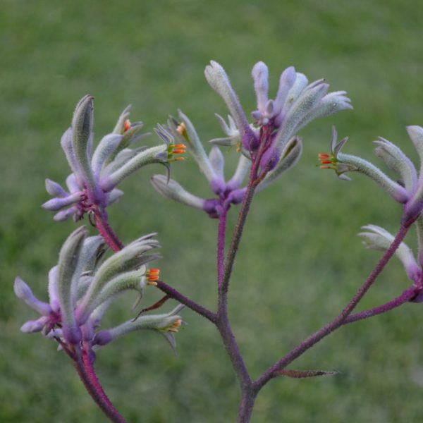 Anigozanthos 'Landscape Lilac' - Image 2