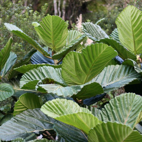 Ficus dammaropsis