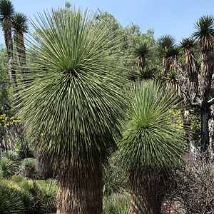 Yucca queretaroensis
