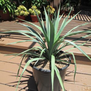 Yucca pendula