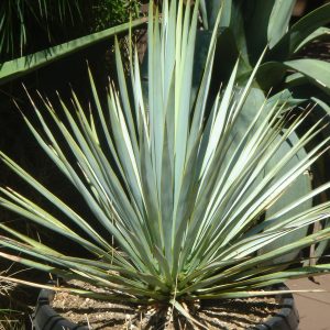 Yucca rigida