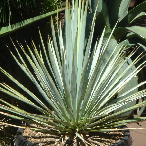 Yucca rigida