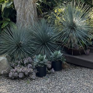 Yucca rostrata ‘Rancho Blue’