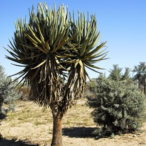 Aloe Suannae